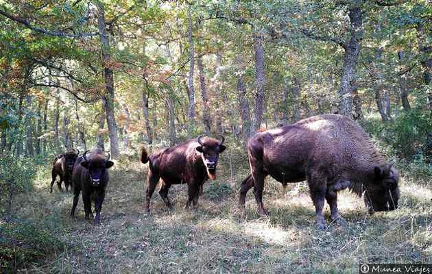 Reserva y Centro de Interpretación del Bisonte Europeo