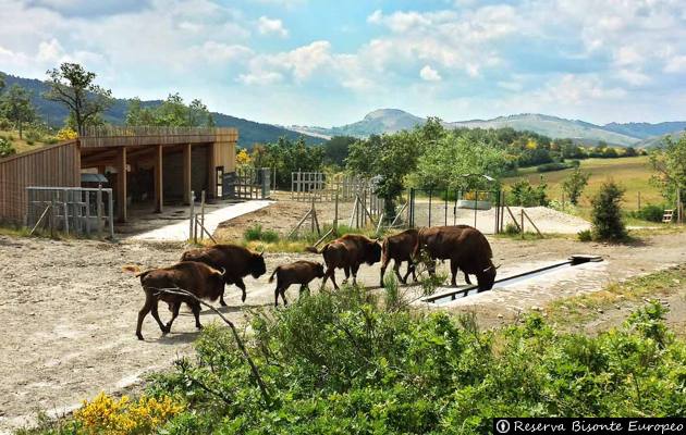 Reserva y Centro de Interpretación del Bisonte Europeo