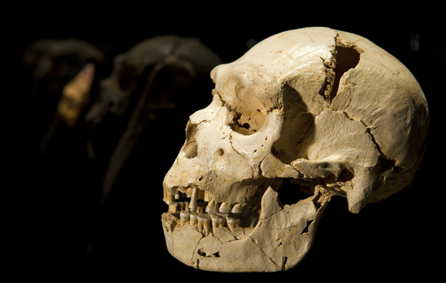 Cráneo nº 5 - Miguelón - Museo de la Evolución Humana