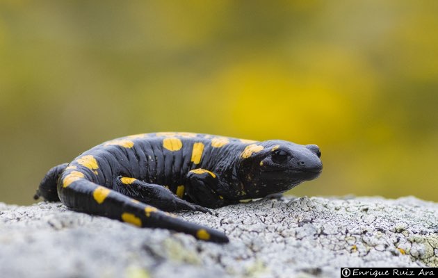 salamandra del Almanzor