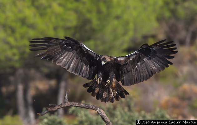 Águila imperial ibérica - Valle de Iruelas