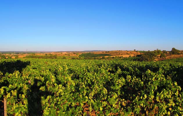 Viñedos Ribera del Duero - Rutas del Vino en Castilla y León