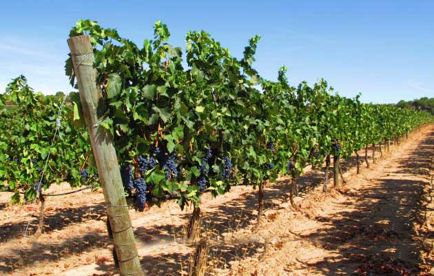 Ruta del vino en Valladolid - Pesquera de Duero