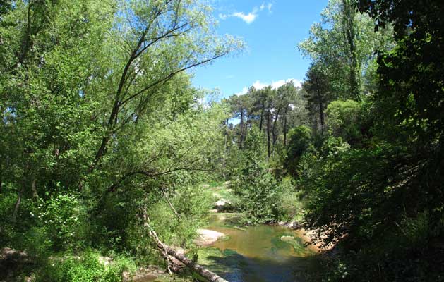 Bosque de ribera - Río Cega - Segovia