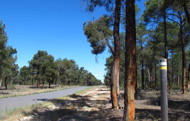 Pista forestal asfaltada Autovía A601 - Zarzuela del Pinar