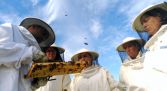 Actividad apicultor - Valladolid