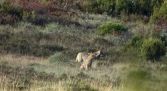 Observación del Lobo Iberico - Sierra de la Culebra