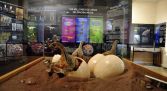 Visita Museo de los Dinosaurios - Salas de los Infantes